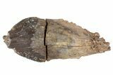 Rooted Triceratops Tooth - South Dakota #70138-1